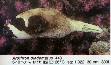 Arothron diadematus